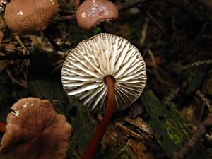 Špička česneková - Marasmius scorodonius