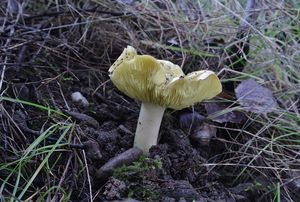 Čirůvka osiková - Tricholoma frondosae Kalamees & Shchukin 2001