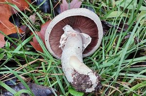 Pečárka polní - Agaricus campestris L.:Fr.