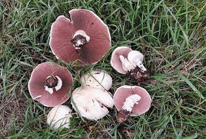 Pečárka polní - Agaricus campestris L.:Fr.