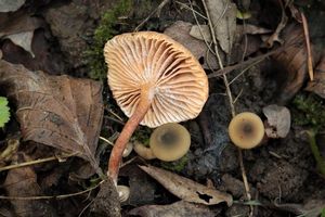 Ryzec olšový - Lactarius obscuratus (Lasch) Fr. 1838