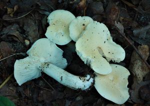 Čirůvka smrdutá - Tricholoma lascivum (Fr.) Gillet 1874