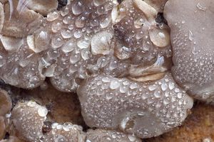Boltcovitka mozkovitá - Auricularia mesenterica (Dicks.) Pers. 1822