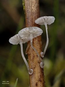 Helmovka cibulkatá - Mycena bulbosa (Cejp) Kühner 1938