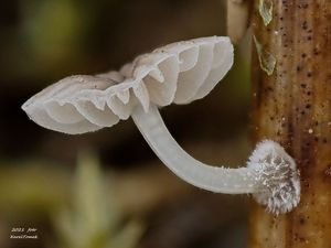 Helmovka cibulkatá - Mycena bulbosa (Cejp) Kühner 1938