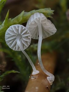 Helmovka cibulkatá - Mycena bulbosa