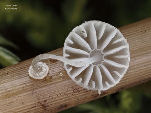 Helmovka cibulkatá - Mycena bulbosa