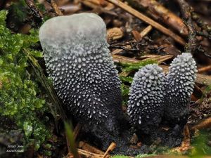 Lošákovec libovonný - Hydnellum suaveolens (Scop.) P. Karst. 1879