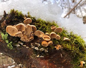 Hlíva číškovitá - Tectella patellaris (Fr.) Murrill