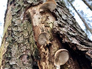 Hlíva smrková - Pleurotus abieticola R.H. Petersen & K.W. Hughes