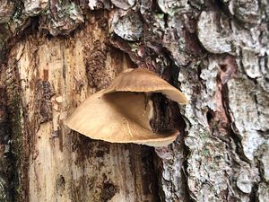 Hlíva smrková - Pleurotus abieticola R.H. Petersen & K.W. Hughes