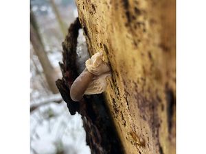 Hlíva smrková - Pleurotus abieticola R.H. Petersen & K.W. Hughes