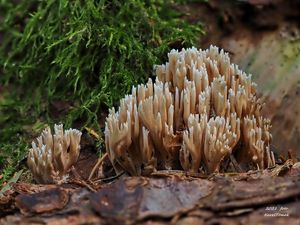 Kuřátka křehká - Ramaria gracilis (Pers.) Quél. 1888