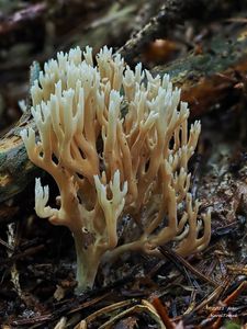 Kuřátka křehká - Ramaria gracilis (Pers.) Quél. 1888