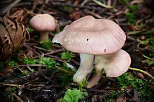 Čirůvka masová - Calocybe carnea (Bull.) Donk