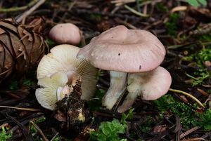 Čirůvka masová - Calocybe carnea (Bull.) Donk