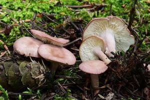 Čirůvka masová - Calocybe carnea (Bull.) Donk