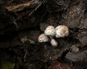 Křehutka vlnatá - Psathyrella cotonea (Quél.) Konrad & Maubl. 1949