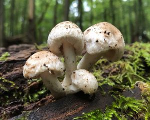 Křehutka vlnatá - Psathyrella cotonea (Quél.) Konrad & Maubl. 1949