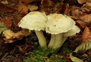 Křehutka vlnatá - Psathyrella cotonea (Quél.) Konrad et Maubl.