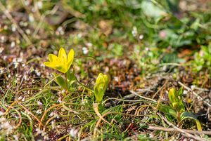 křivatec český (Gagea bohemica)