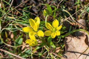 křivatec český (Gagea bohemica)