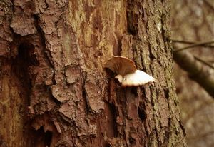 Hlíva smrková - Pleurotus abieticola R.H. Petersen & K.W. Hughes