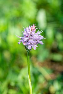 Vstavač trojzubý (Orchis tridentata Scop.)