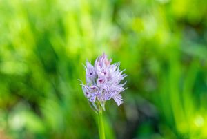 Vstavač trojzubý (Orchis tridentata Scop.)