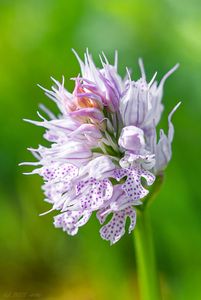 Vstavač trojzubý (Orchis tridentata Scop.)