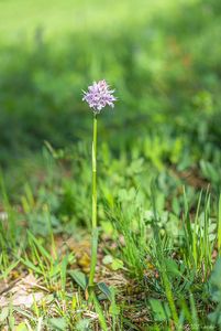 Vstavač trojzubý (Orchis tridentata Scop.)