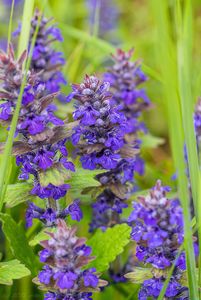 Zběhovec lesní (Ajuga genevensis)