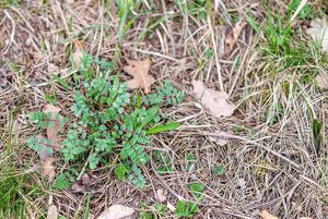 Krvavec menší (Sanguisorba minor Scop.)