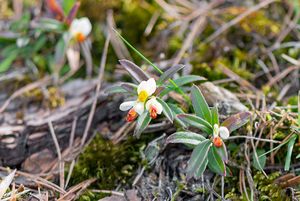 Zimostrázek alpský (Polygala chamaebuxus)