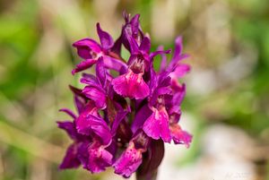 Prstnatec bezový (Dactylorhiza sambucina (L.) Soó)