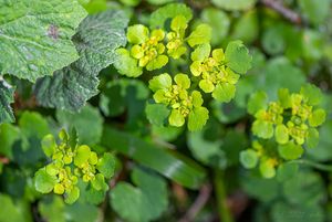 Mokrýš střídavolistý (Chrysosplenium alternifolium L.)