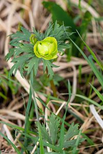 Upolín nejvyšší (Trollius altissimus Crantz)