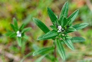 Kamejka rolní (Lithospermum arvense)