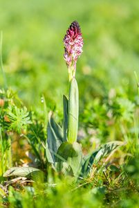 Vstavač osmahlý (Orchis Ustulata L.)