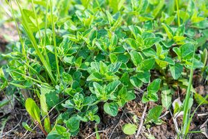 Dobromysl obecná (Origanum vulgare)