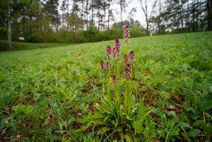 Vstavač osmahlý (Orchis Ustulata L.)