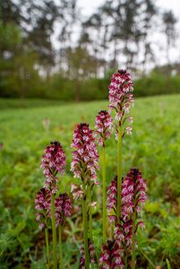 Vstavač osmahlý (Orchis Ustulata L.)