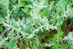 Máčka ladní (Eryngium campestre)