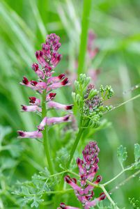 Zemědým lékařský (Fumaria officinalis)