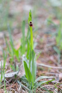Tořič hmyzonosný (Ophrys insectifera L.)