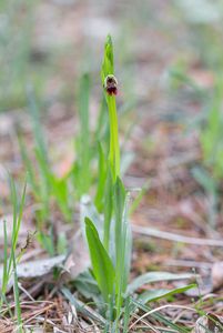 Tořič hmyzonosný (Ophrys insectifera L.)