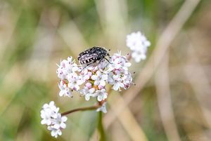 Kozlík dvoudomý (Valeriana dioica L.)