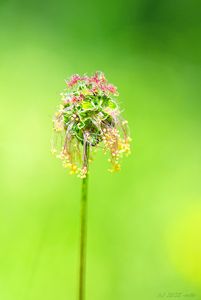 Krvavec menší (Sanguisorba minor Scop.)