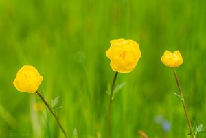 Upolín nejvyšší (Trollius altissimus Crantz)