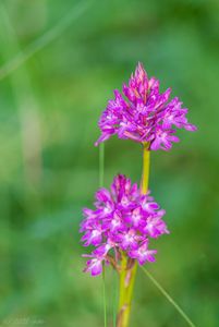 Rudohlávek jehlancovitý (Anacamptis pyramidalis)